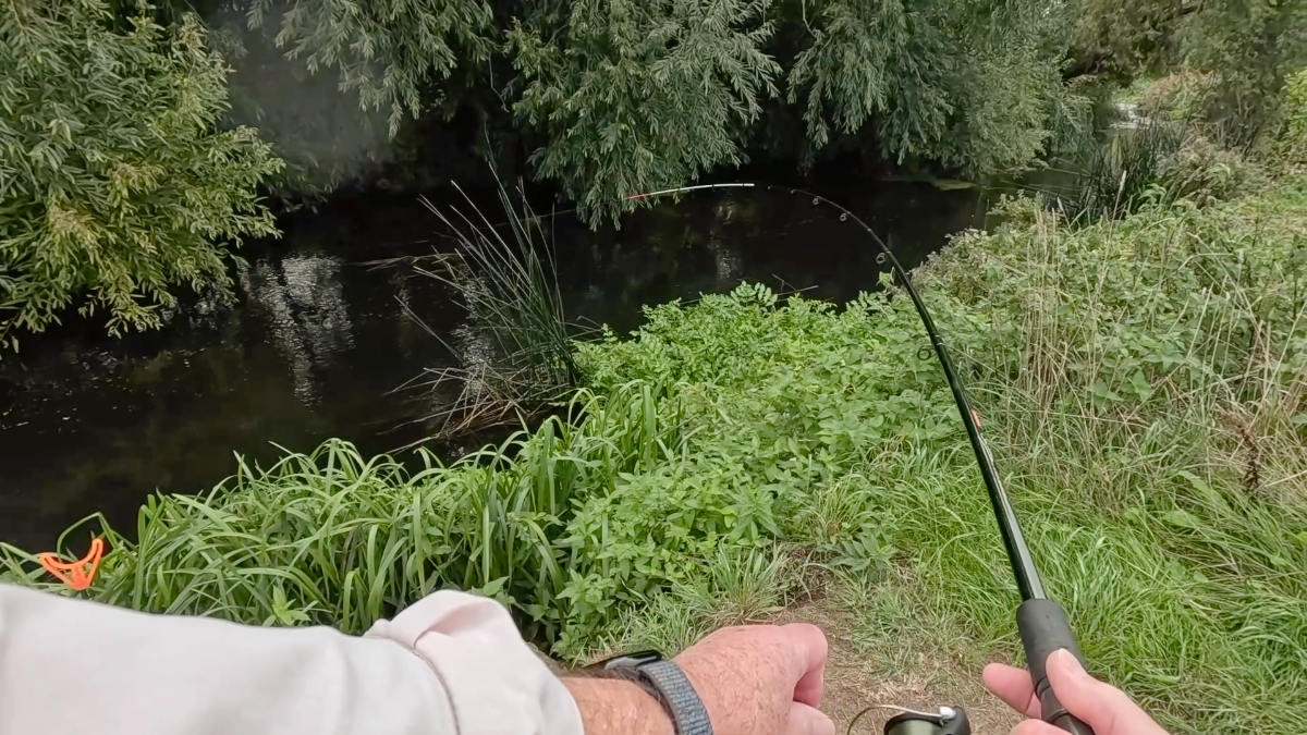 striking into chub