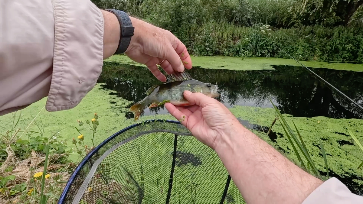 first perch