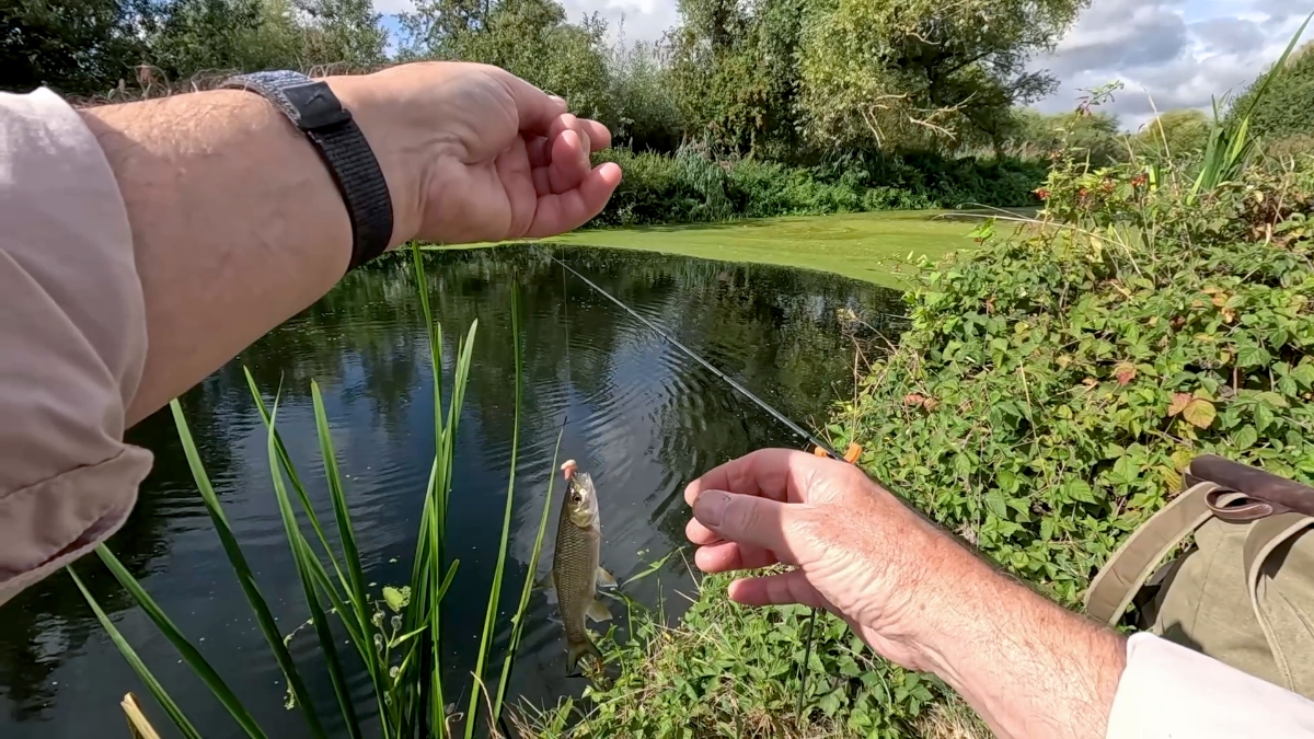 first fish a dace