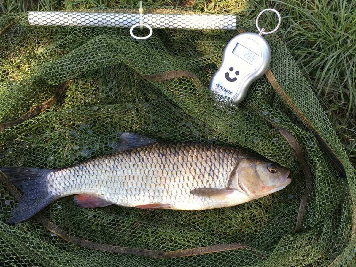 Chub 2lb
