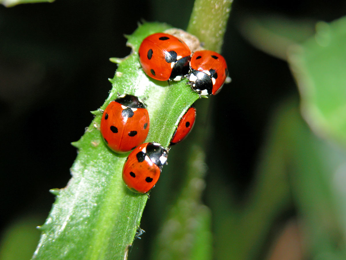 ladybirds